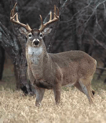 Deer Processing